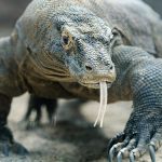 KOMODO