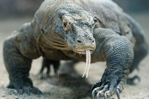 KOMODO